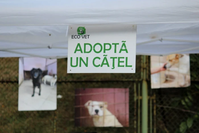 Campanie pentru adopţii de câini la echipa Poli FOTO Politehnica Timişoara