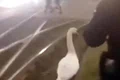 lebada arad jpg