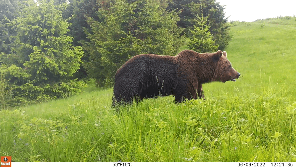 Urși din Munții Făgăraș, monitorizați cu colare GPS. Ecologiștii vor să afle ce atrage animalele în zonele locuite
