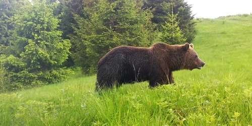(Fundatia Conservation Carpathia) Foto urs surprins de camera de monitorizare jpg