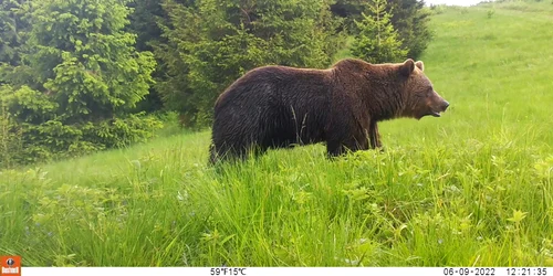 (Fundatia Conservation Carpathia) Foto urs surprins de camera de monitorizare jpg