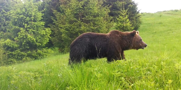 (Fundatia Conservation Carpathia) Foto urs surprins de camera de monitorizare jpg