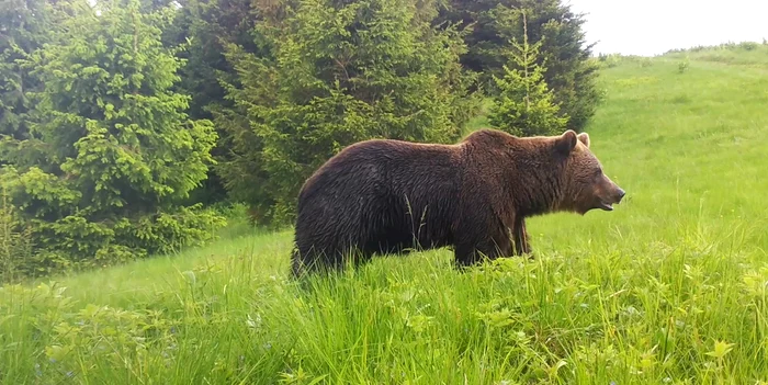 Carnea de urs are un preț ridicat în România FOTO: Arhivă