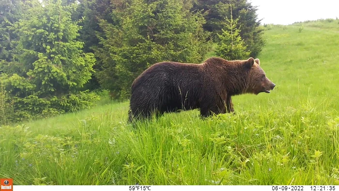 Urs în căutare de hrană FOTO Conservation Carpathia