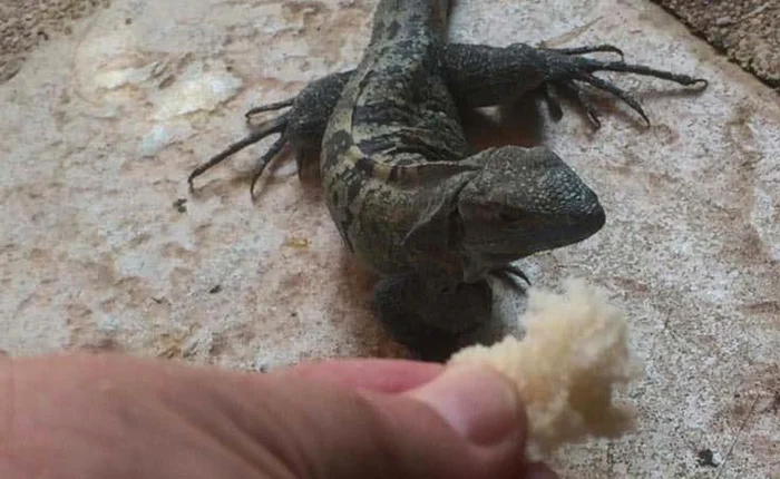 
     Are o iguană şi  un papagal colorat  