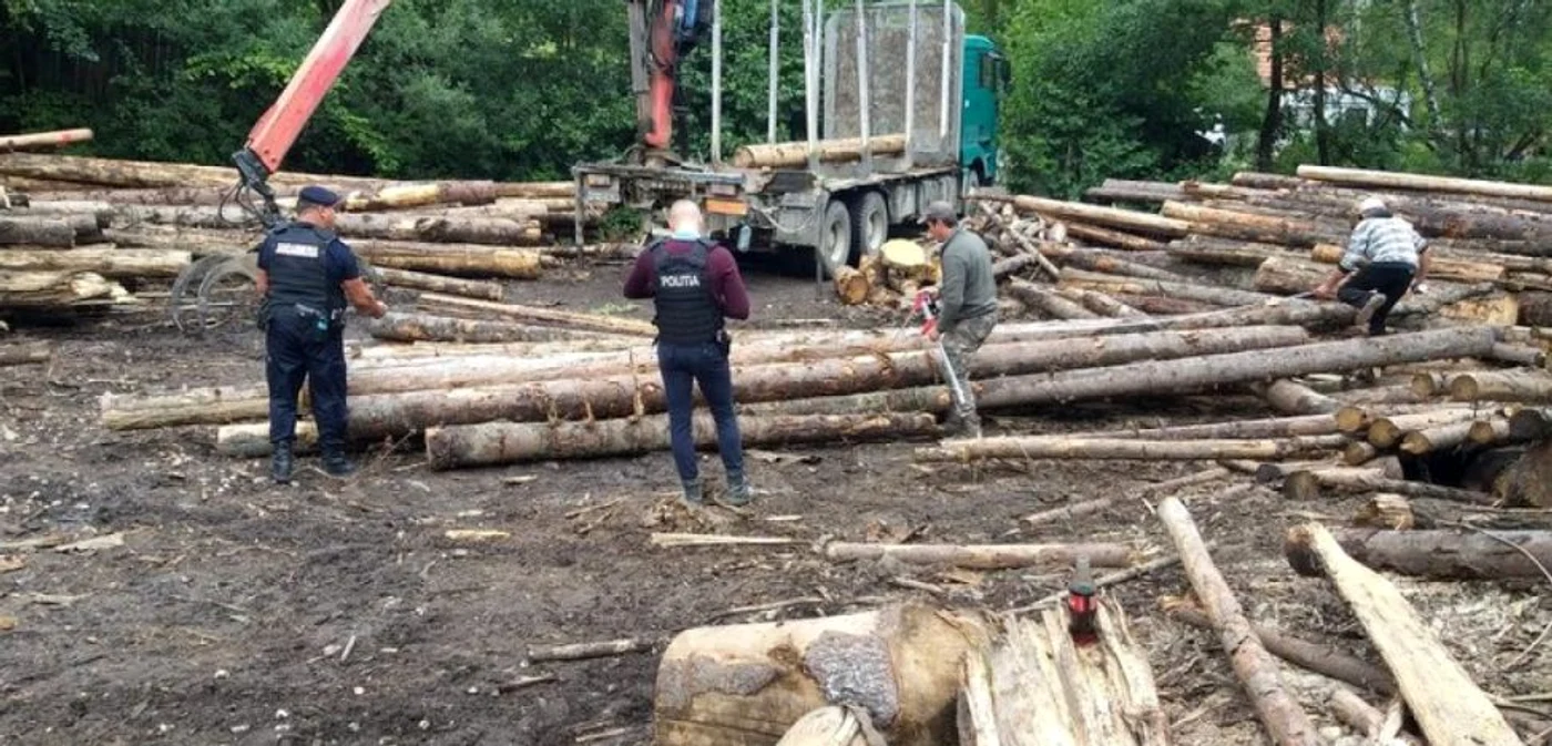 Oamenii legii au efectuat mai multe percheziţii la ocoale silvice