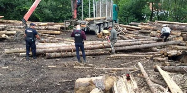lemne foto ipj hunedoara