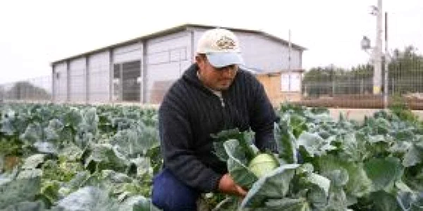 Agricultorii pot depune cereri de subvenţie