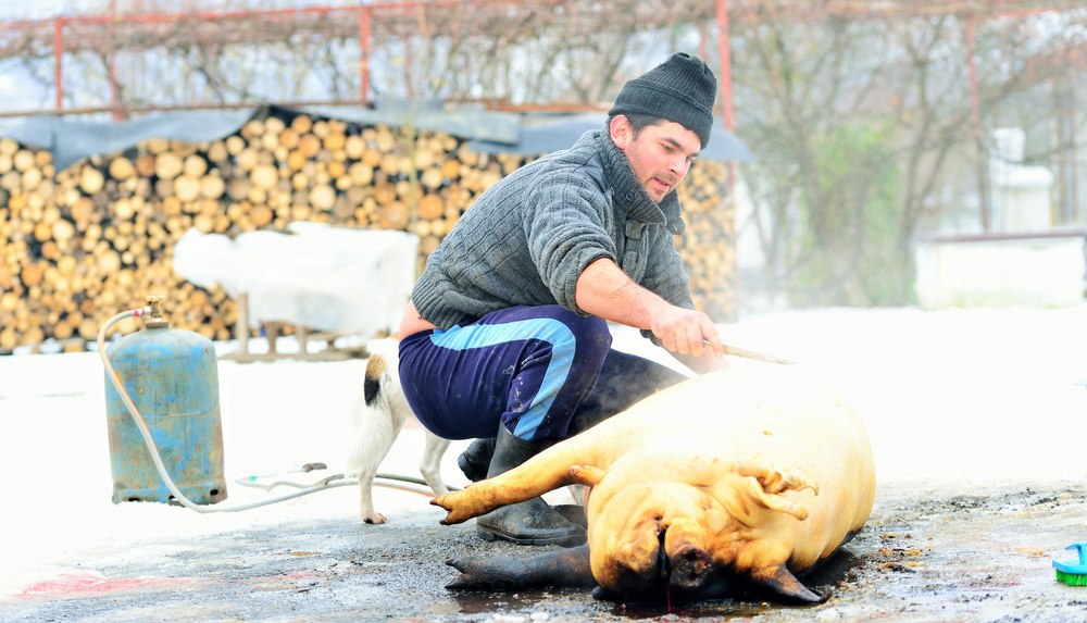 Tradiții și superstiții de Ignat, ziua când se sacrifică porcii. Ce e interzis să faci pe 20 decembrie, cum alungi relele