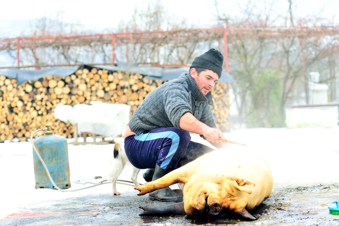 Un bărbat curăță șoriciul porcului după ce l-a sacrificat și pârlit