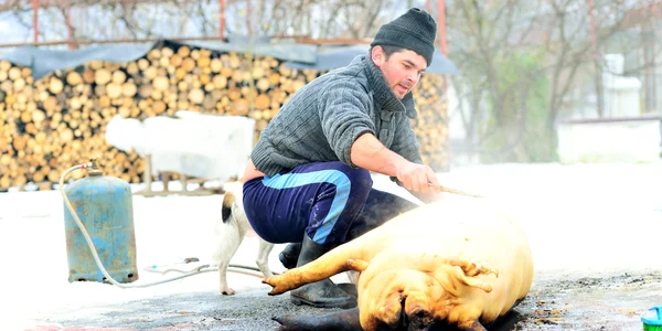 ignat foto Shutterstock jpg