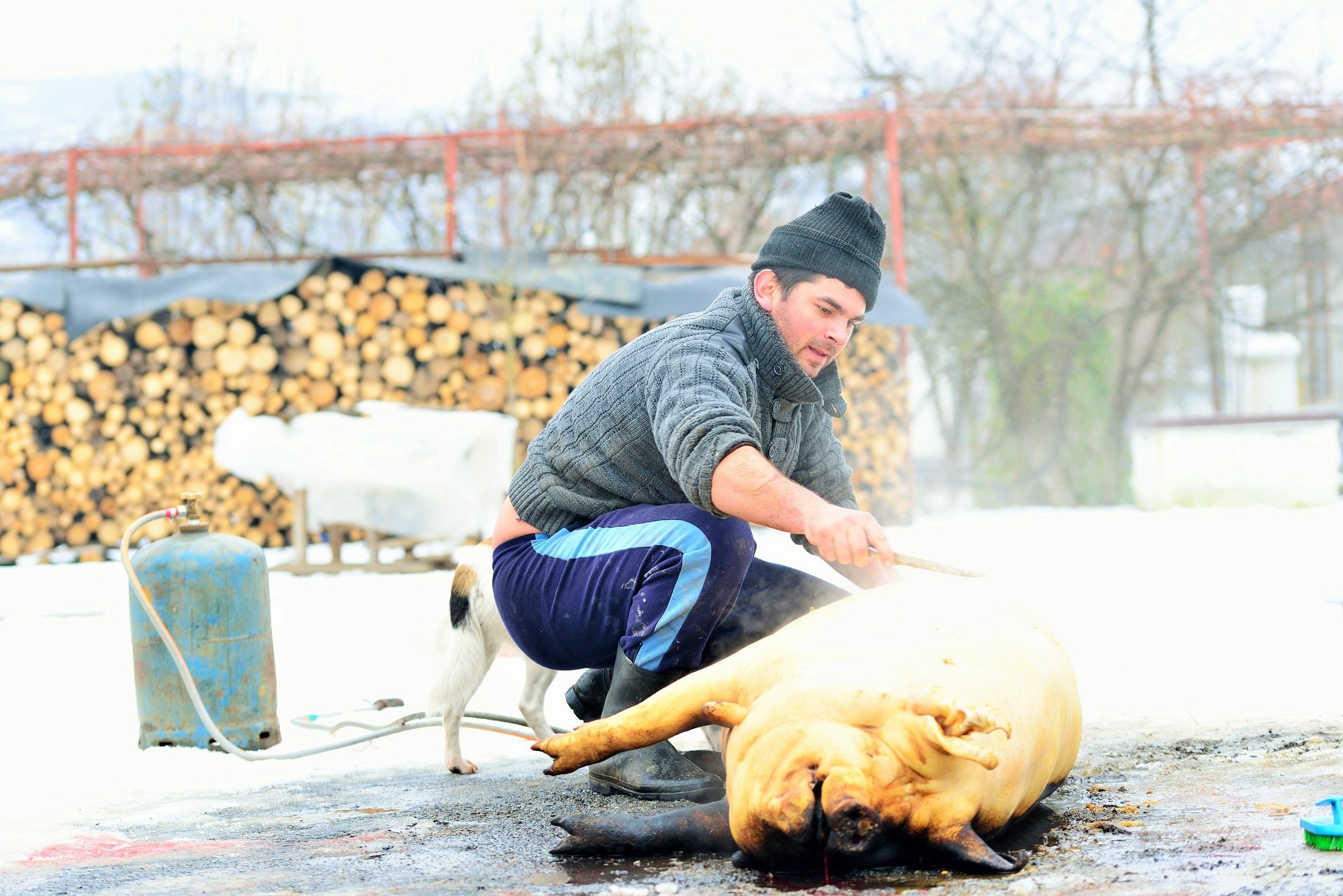 Tradiții și superstiții de Ignat, ziua când se sacrifică porcii. Ce e interzis să faci pe 20 decembrie, cum alungi relele