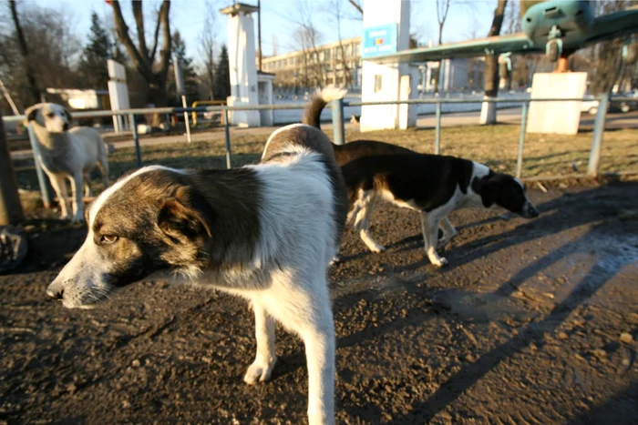 Câinii din Năvodari sunt în pericol. 