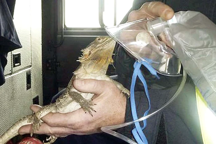 
    Reptila şi-a revenit după ce se înecase cu fum  