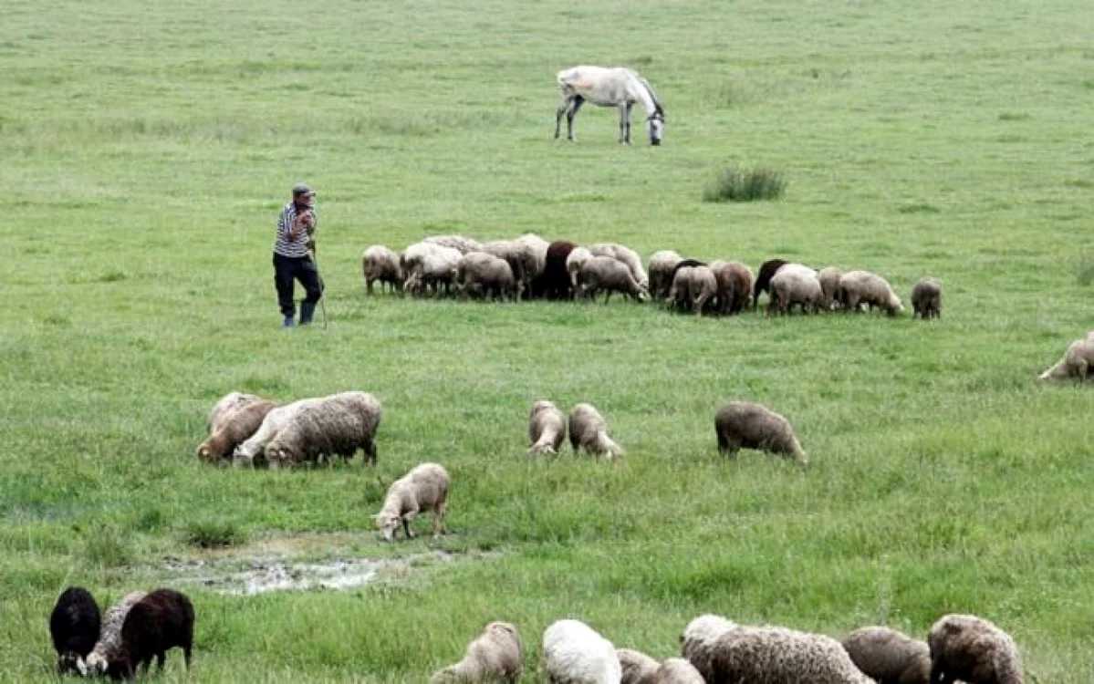 Ciobanul a fost călcat de mai multe ori cu mașina de proprietarul stânei FOTO arhivă Adevărul
