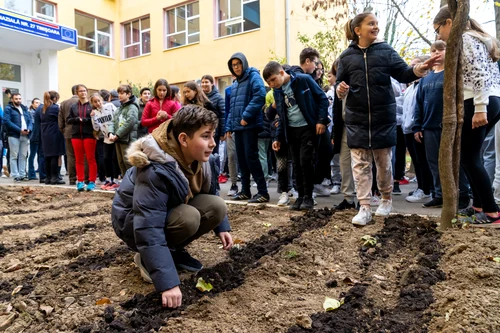 Brândușa Galbenă FOTO Școala Gimnazială 27  