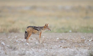 beautiful view sand fox middle desert jpg