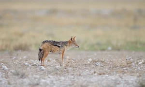 beautiful view sand fox middle desert jpg