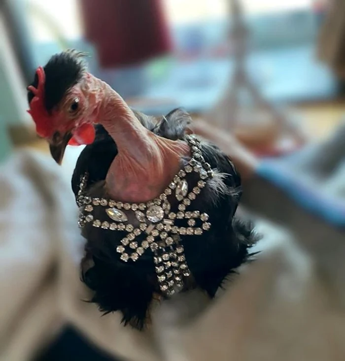 Actualul locatar e îmbrăcat ca un prinț