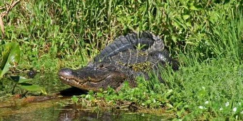 crocodil foto frujitar.org