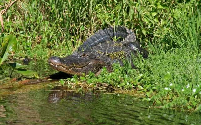 Insula Ramree a devenit celebră după ce sute de soldaţi japonezi au fost atacaţi de crocodili. FOTO: frujitar.org