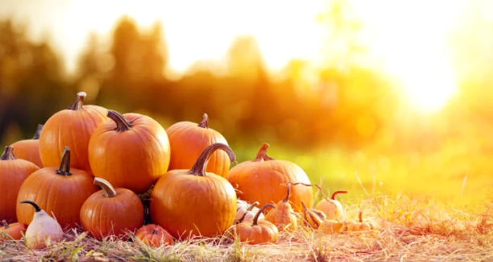 Coaja de dovleac poate fi foarte utilă / foto: IStock