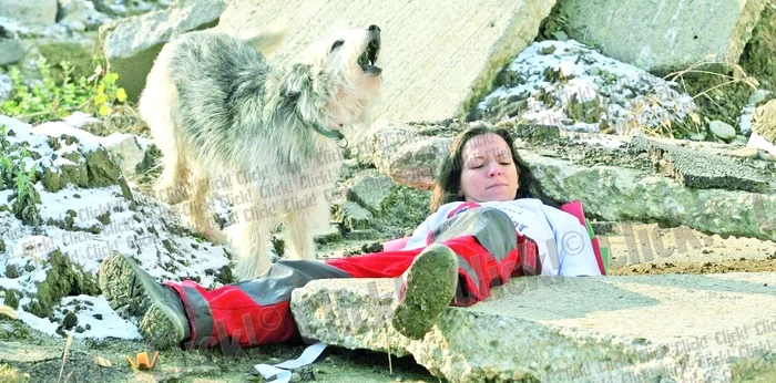 
    Câinele Codruţ latră  când găseşte „victime”  la orice exerciţiu de  salvare în caz de cutremur  