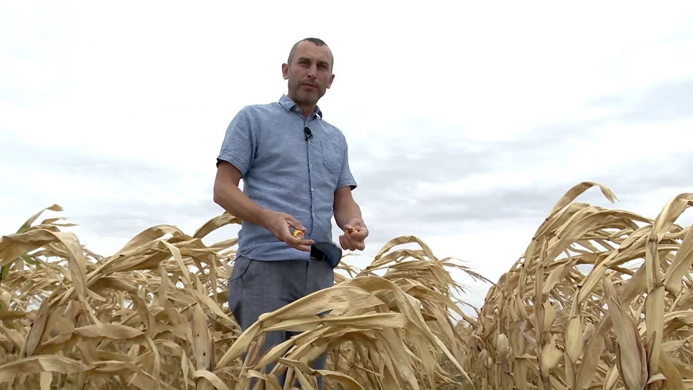 Grâul rămas în depozite, porumbul rămas afară. Probleme în valuri pentru agricultorii români