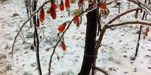 Plantaţia de goji de la Braşov. FOTOAdrian Nicolae