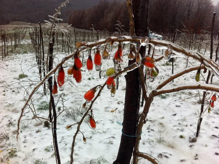 Plantaţia de goji de la Braşov. FOTOAdrian Nicolae