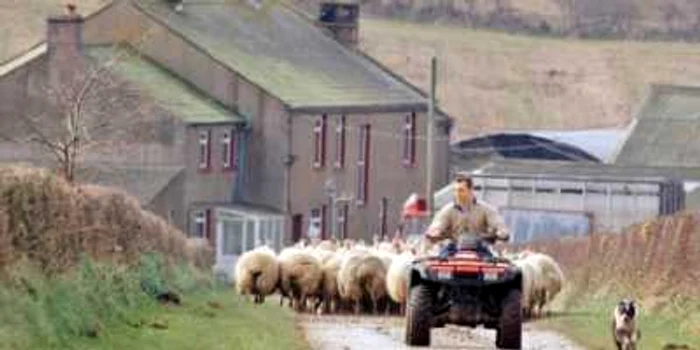Localnicii cresc animale pentru carne
