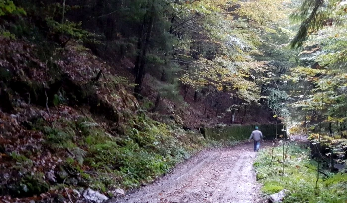 Pădurarul a fost bătut în pădure FOTO Adevărul