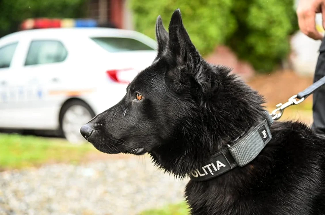 Bond - câinele de urmă al Poliţiei Judeţene Sibiu şi partenerul său uman au mai ajutat la prinderea unui suspect Foto Poliţia Sibiu