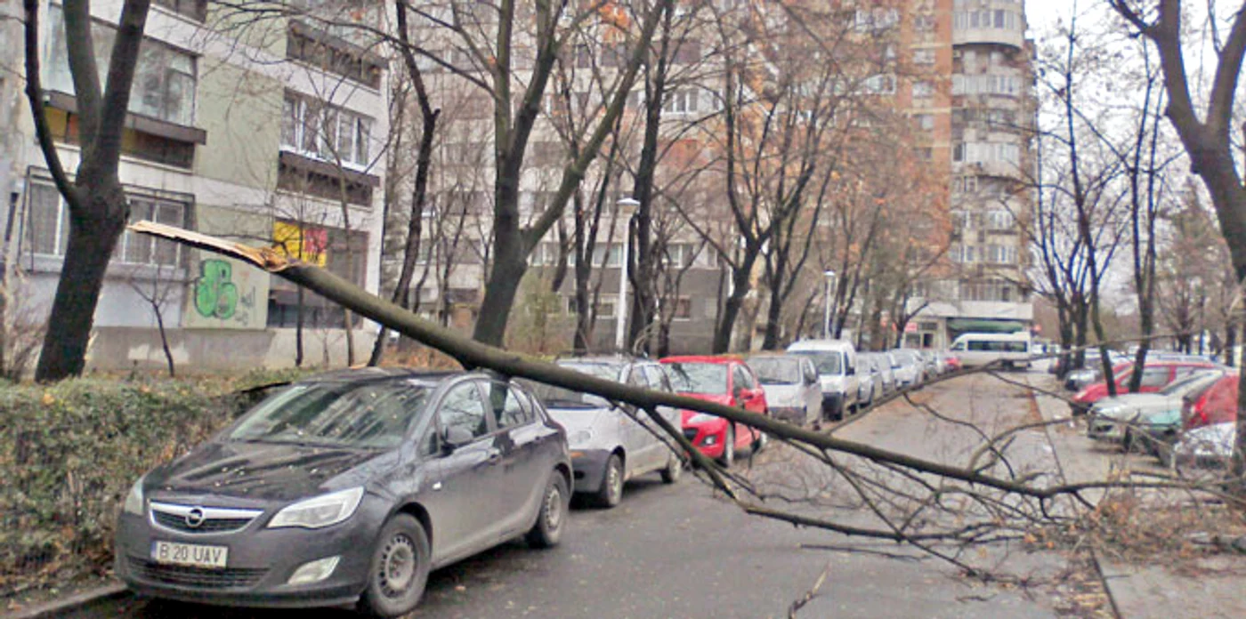 Aşa arătau ieri  copacii în Capitală (fotografii: Dorin Constanda)