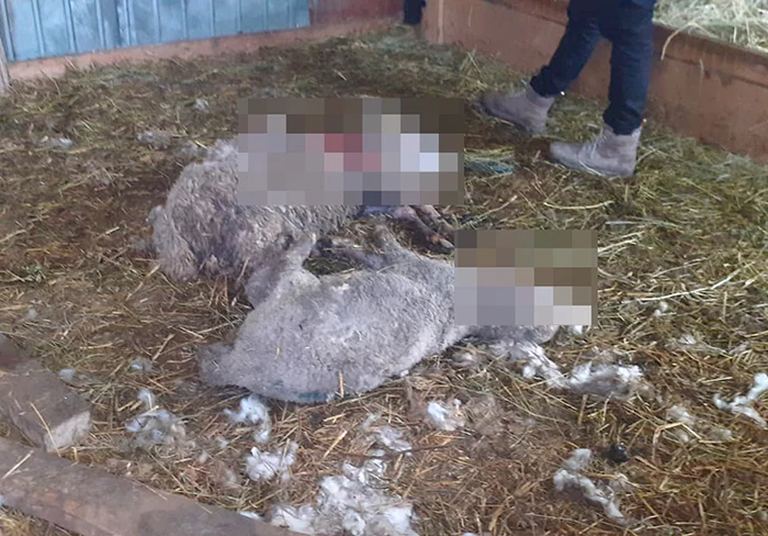 Animalele au fost fără apărare în fața câinilor fără stăpân FOTO Vremea Nouă