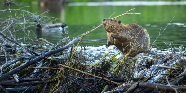 Castor FOTO Shutterstock