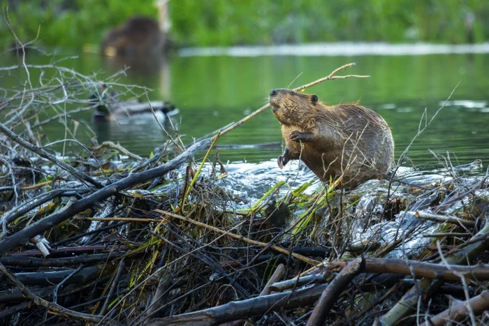 Castor FOTO: Shutterstock