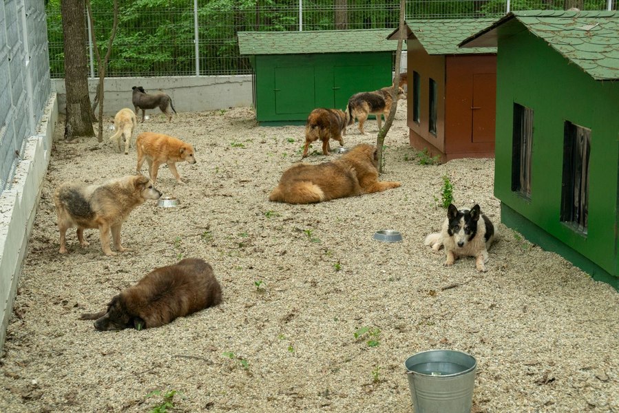 Exportul maidanezilor. România își dă spre adopție câinii și pisicile. Județul care furnizează cele mai multe animale de companie