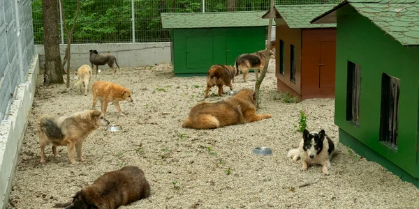 Caini Romania adapost Smeura foto Tierhilfe Hoffnung jpg