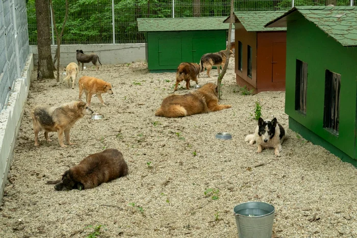 Cei mai mulți câini au ajuns în Germania și Marea Britanie FOTO Tierhilfe Hoffnung