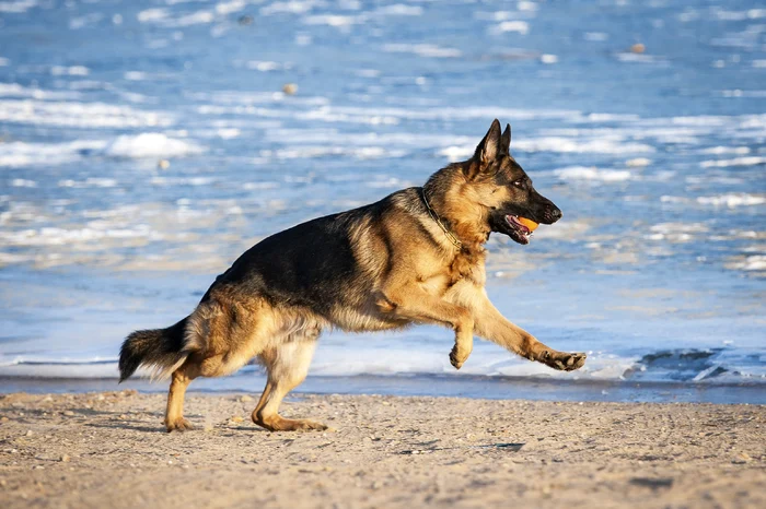 4 caine ciobanesc german shutterstock 182645741 jpg jpeg