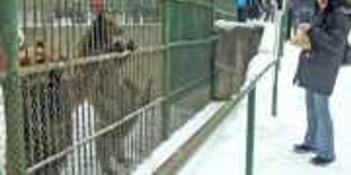 Urşii au ieşit din bârlog să vadă cum e vremea 