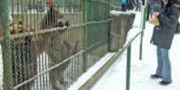 Urşii au ieşit din bârlog să vadă cum e vremea 