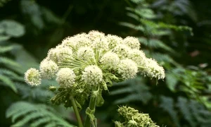 angelica sylvestris 3 jpeg