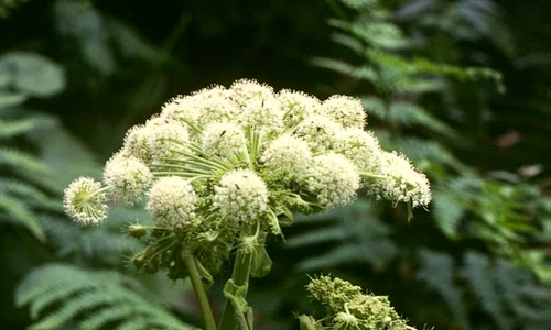 angelica sylvestris 3 jpeg