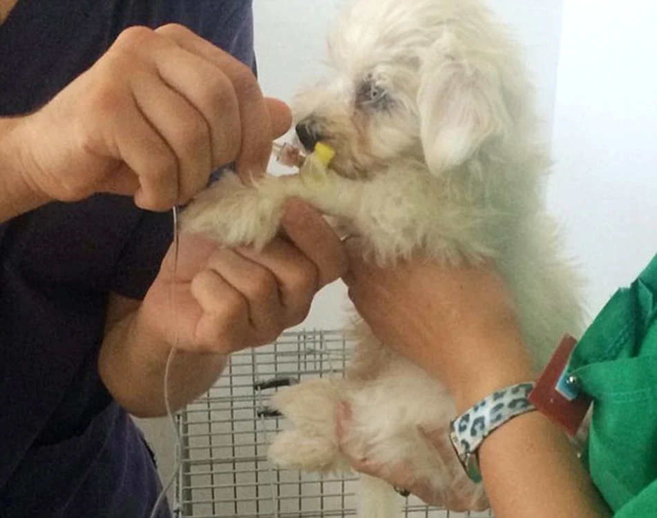 A doua zi după ce a muşcat-o de sutien, câinele s-a simţit rău şi a fost dus la veterinar