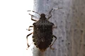 federicomaderno bedbug asian 4525957 jpg