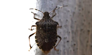 federicomaderno bedbug asian 4525957 jpg