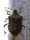 federicomaderno bedbug asian 4525957 jpg