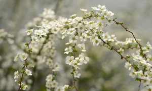 echinoctiu de primavara jpeg